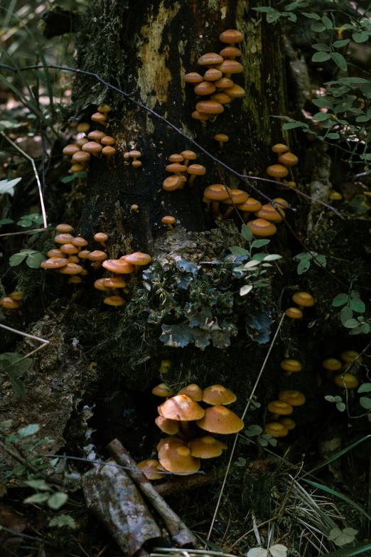 mushrooms on a tree in the forest under a blue sky