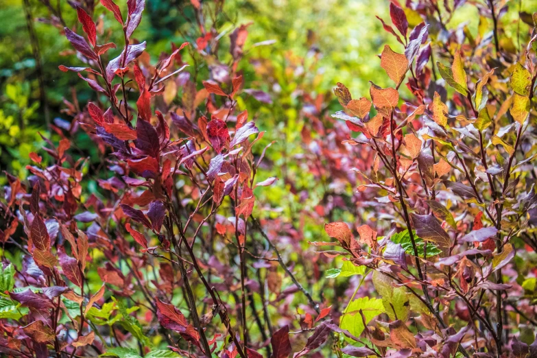 some very pretty looking plants in a grassy area