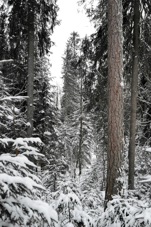 snow covered pine trees with one tall fir tree in the distance