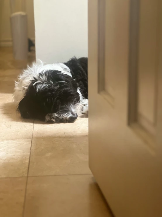 the dog is laying down in front of the door