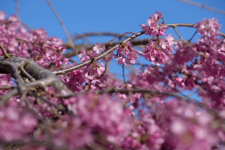 a bird sitting on the nch of pink tree