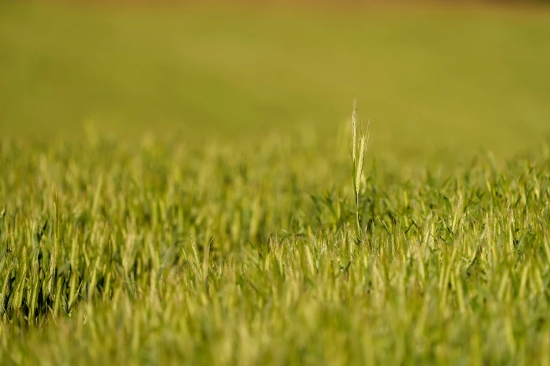 tall green grass with some type of small bird sitting on top