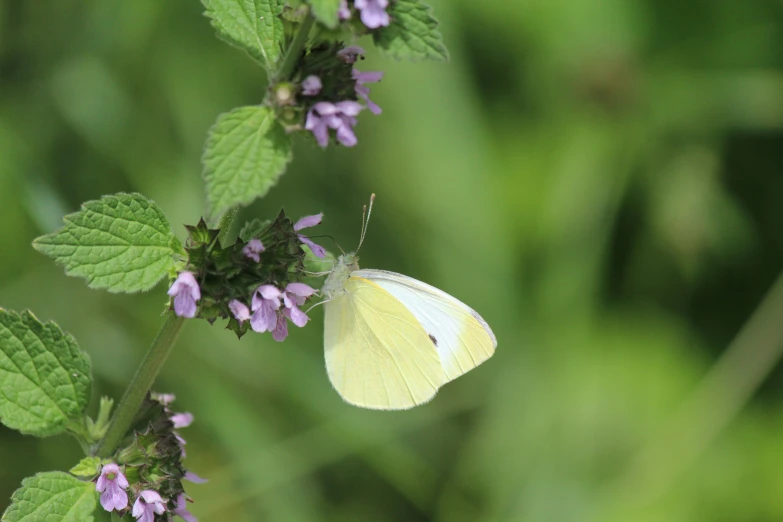 a erfly on the flower with some purple flowers