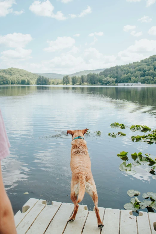 a dog stands on its hind legs on a pier looking into the water