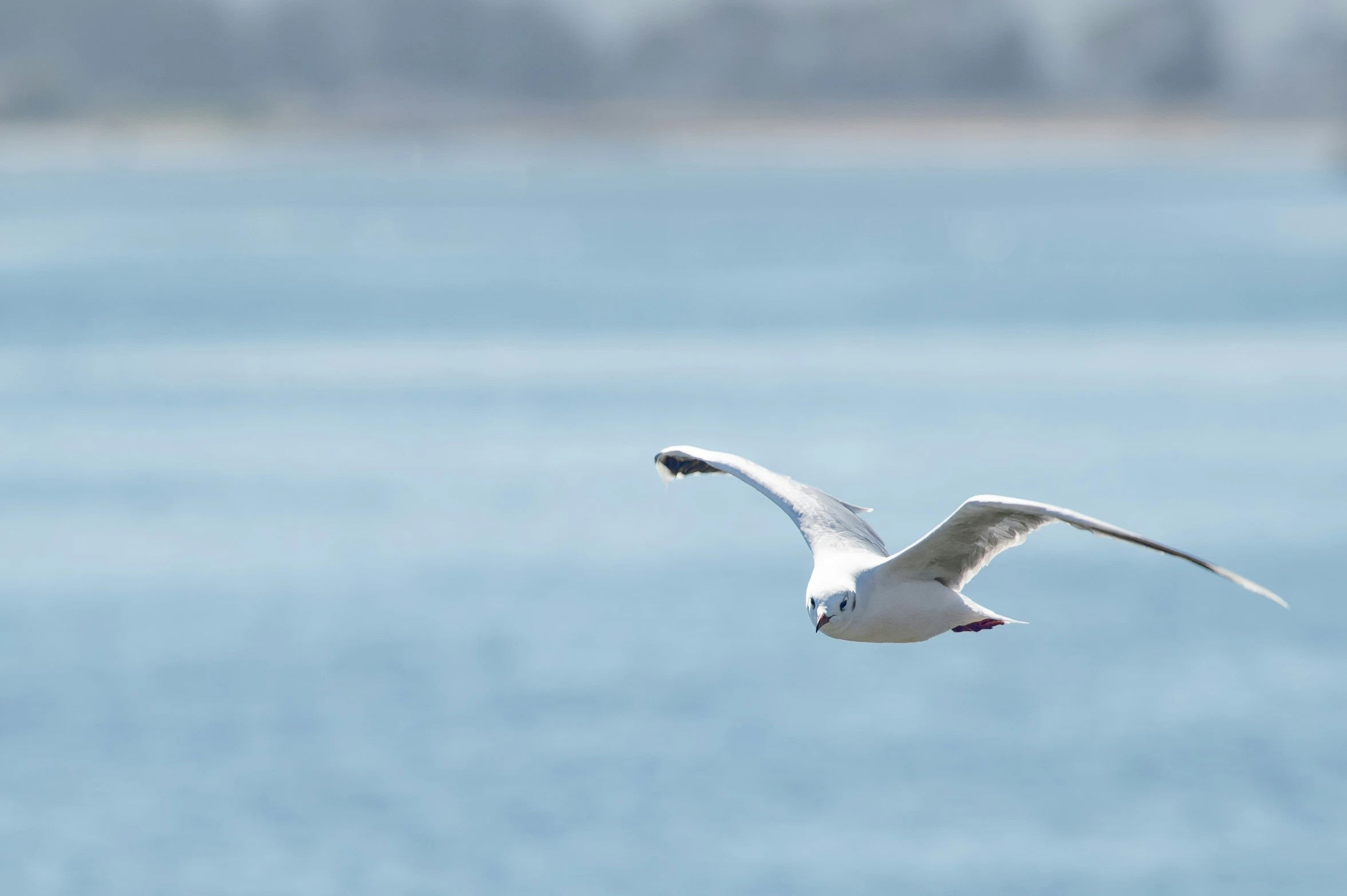 a white bird flies over the water and land