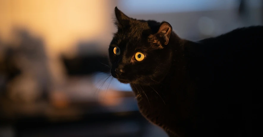 a black cat looking to its left with a light shining on it