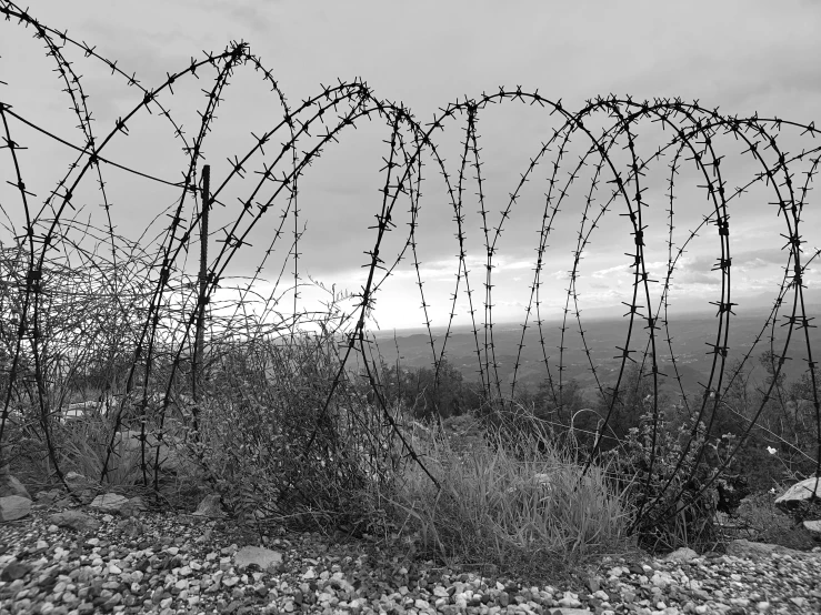 barbed wire in the background at dusk