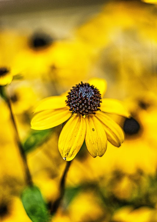 yellow flowers with green leaves around them