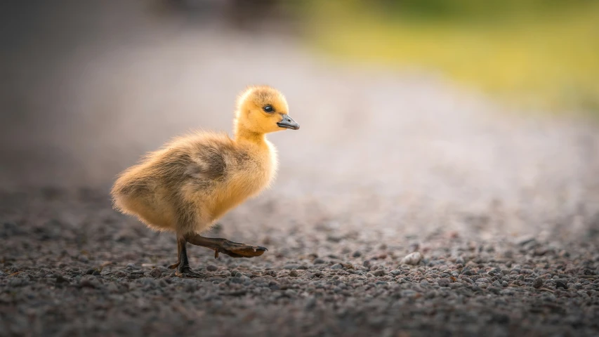 a small duckling walking along a gravel road