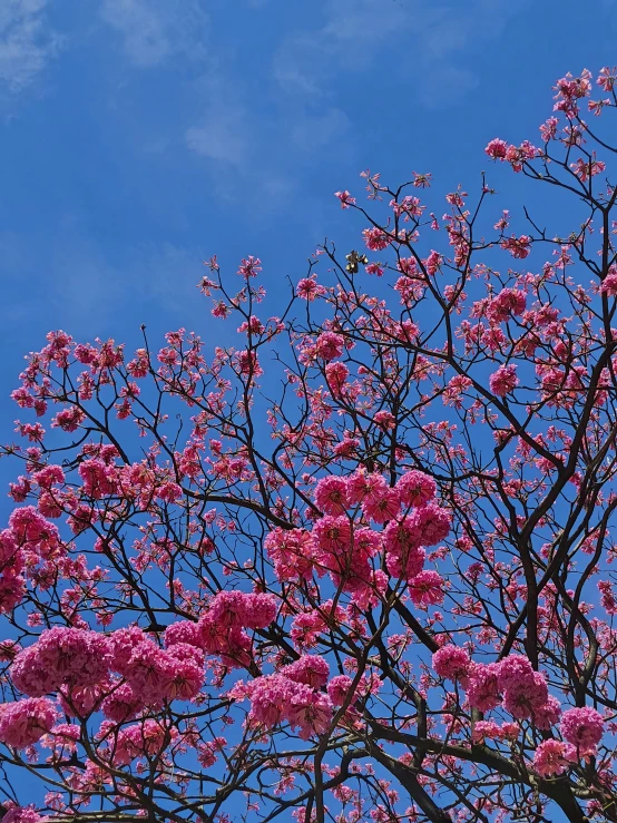 nches with pink flowers and blue sky in background