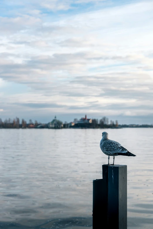 the bird is standing on the posts in front of the water