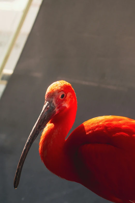 an orange bird with a long beak on a sunny day