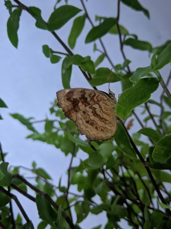 a erfly sitting on top of green leaves