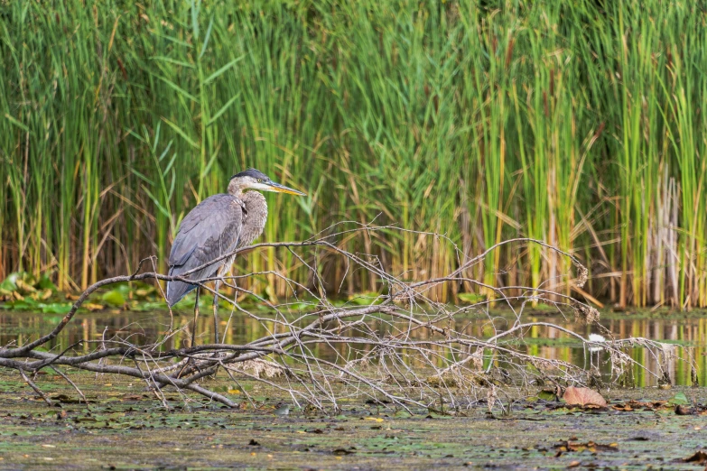 a grey bird is sitting on the nch of a tree