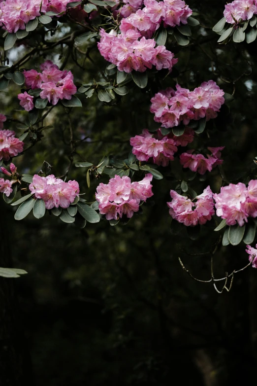 a bunch of pink flowers near the forest