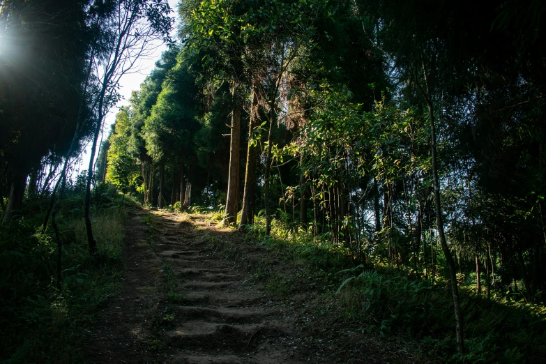 a trail is surrounded by trees that surround it