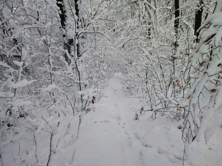 there is snow on the ground and trees along this path