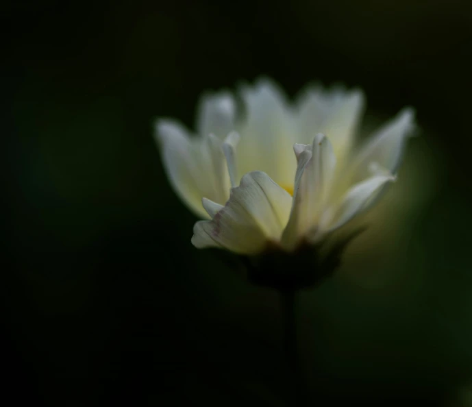 a white flower that is blooming and a blurry background
