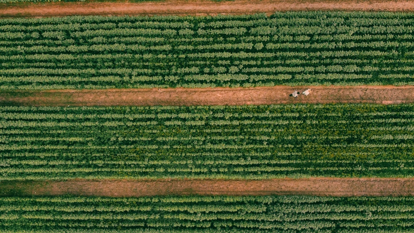 an overhead view of two people on a farm land