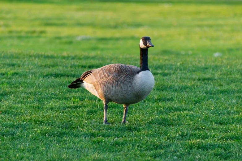 a large bird that is walking in the grass