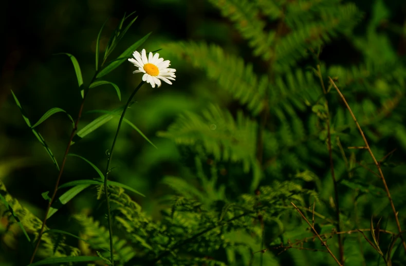 a single flower sits in between some green plants