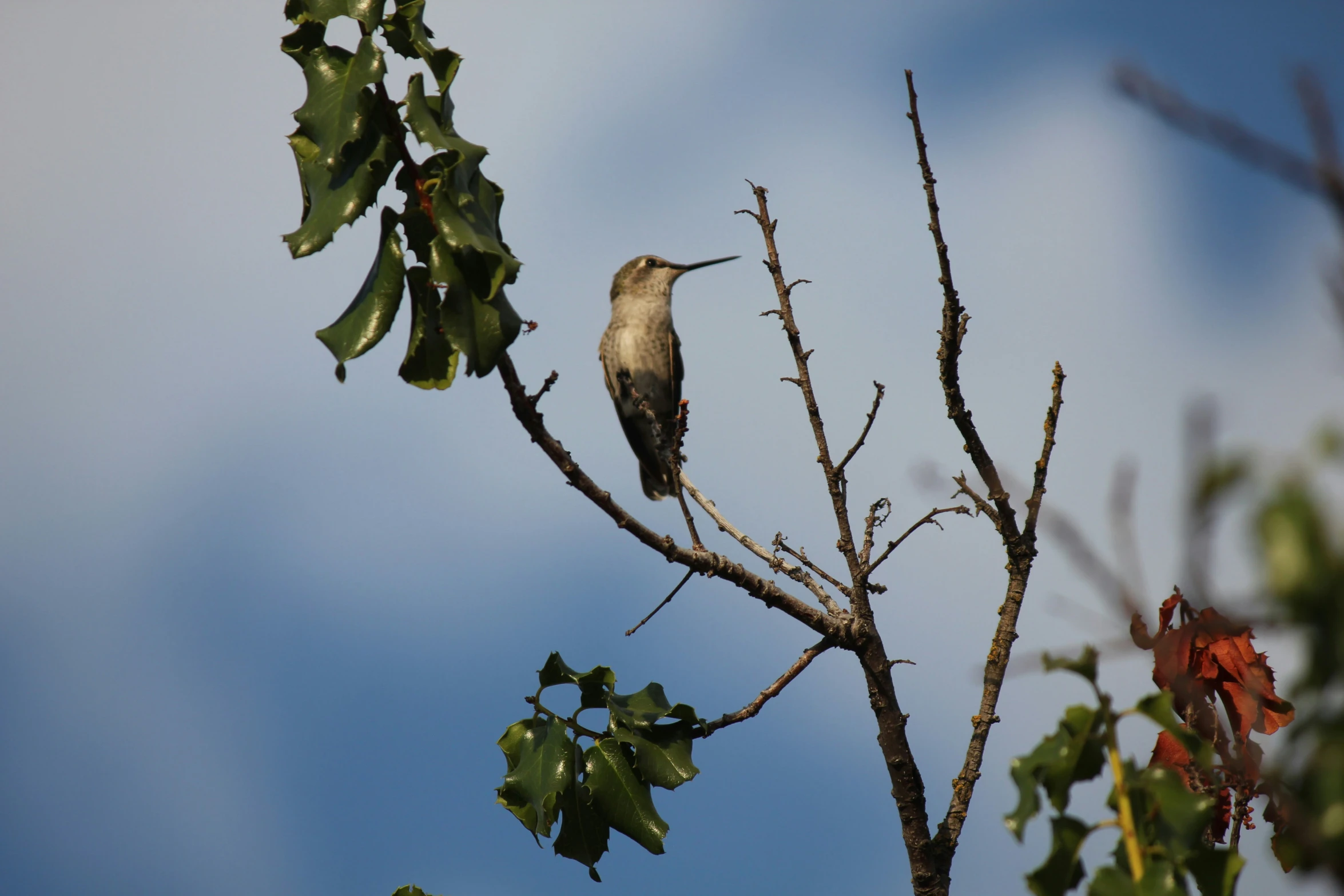 a hummingbird perches on a nch in an oak tree