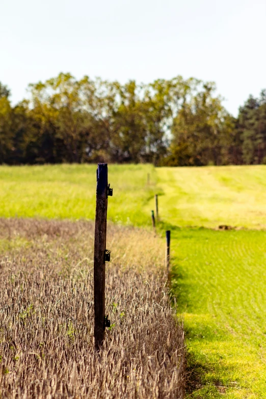 a field and field path near some trees