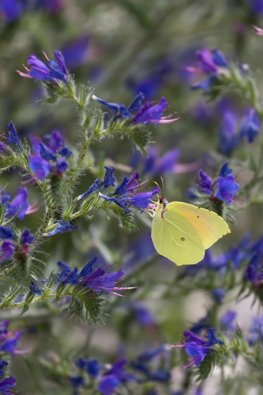 a erfly is sitting on a plant with blue flowers