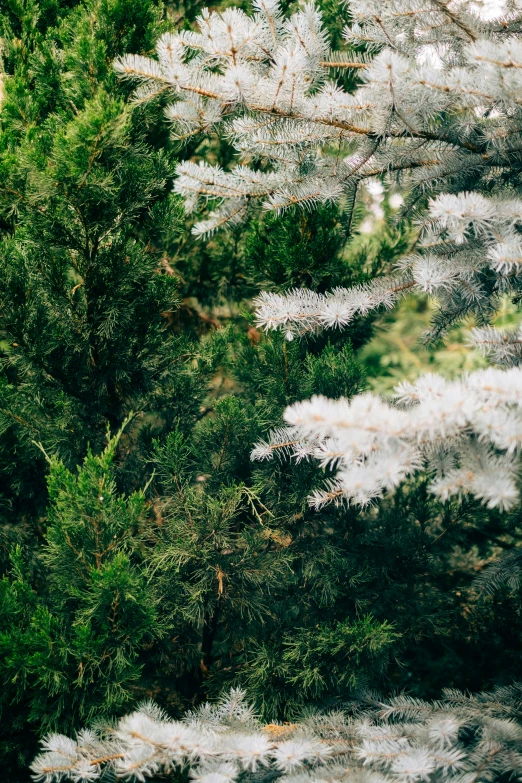 an animal that is standing next to some trees