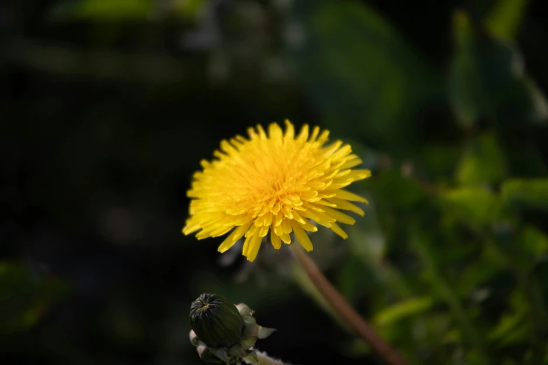close up of a small yellow dandelion