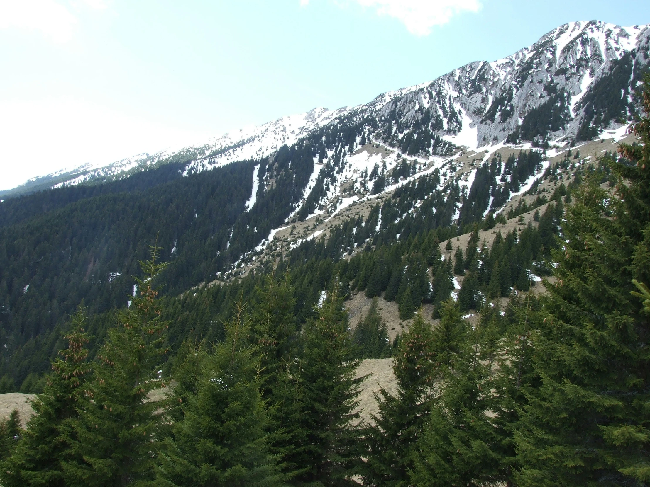 pine trees are in the foreground with snow capped mountain range