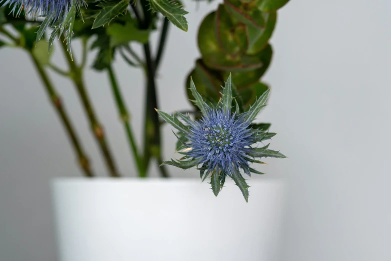 small blue flowers in a white vase