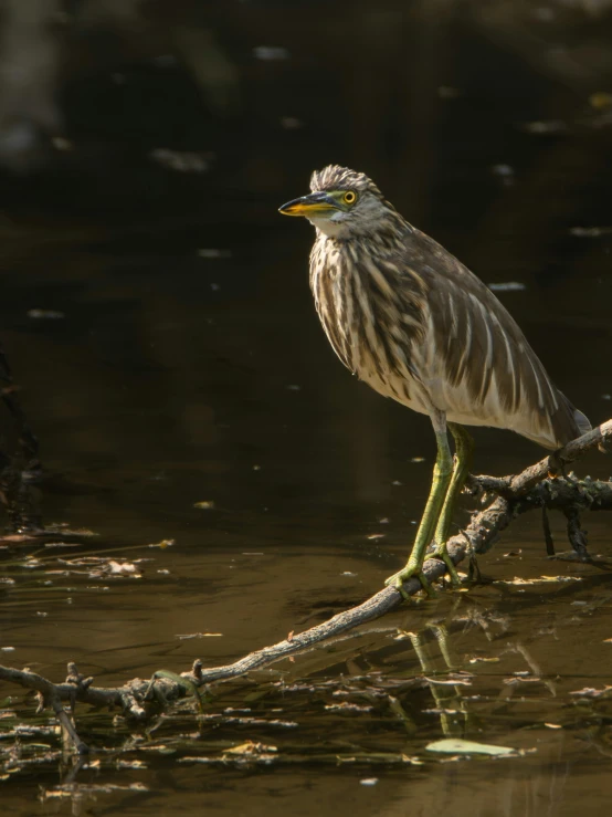 the bird stands on a nch over some water