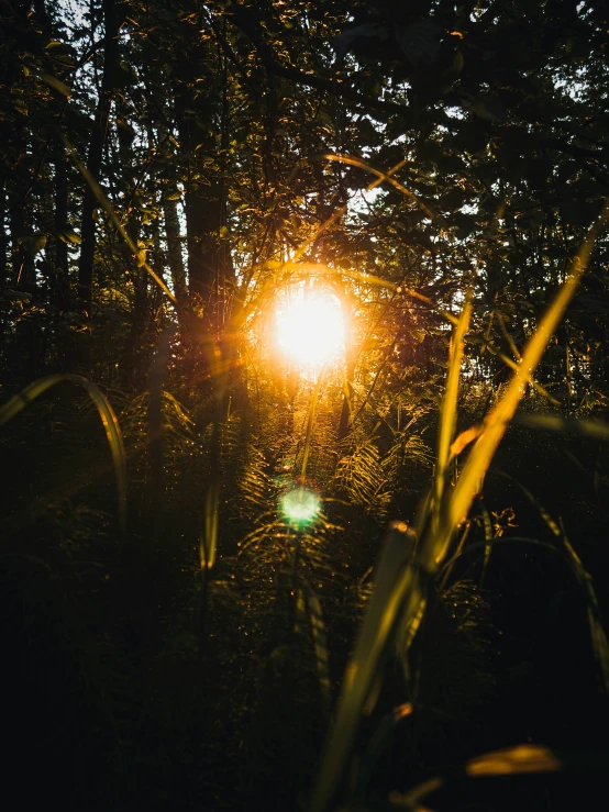 a bright light coming through the forest in the daytime