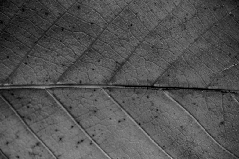 black and white po of a large leaf with many dots