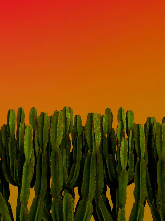 several cactus plants grow close together in front of a red sky