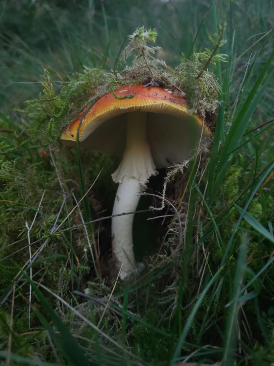 an artistic mushroom covered in grass in a wooded area