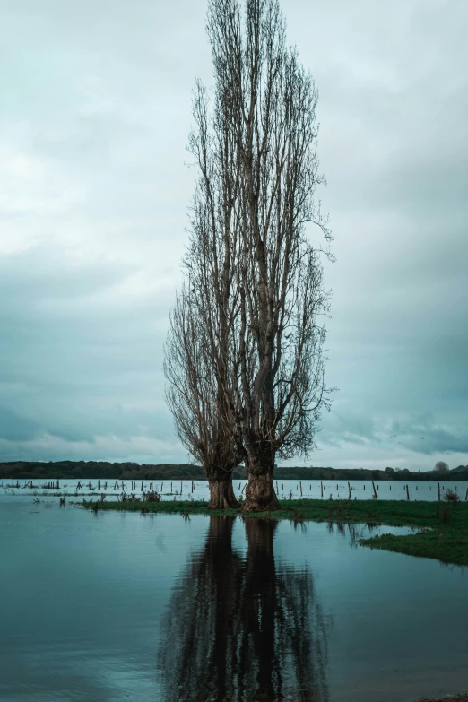 a tree is standing out in the water