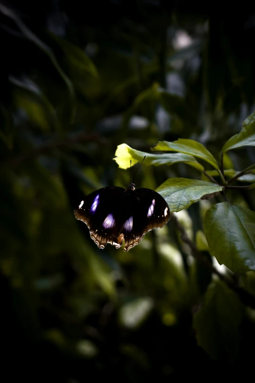 a erfly sitting on top of a lush green plant