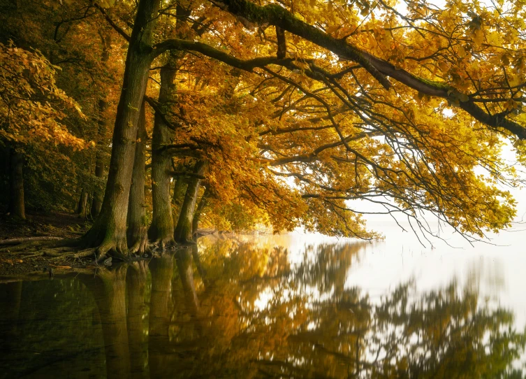 the trees have turning their nches to show some autumn colors