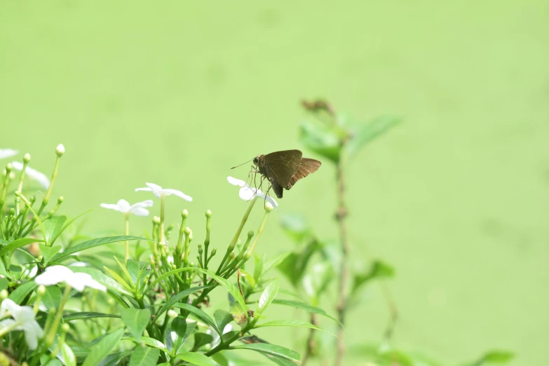 a small erfly on a flower looking over its shoulder