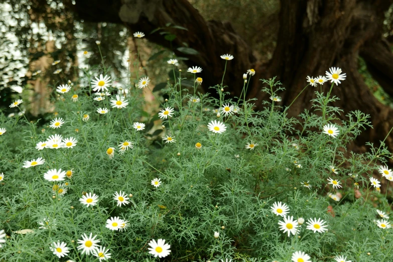 the flowers are white and yellow near the woods