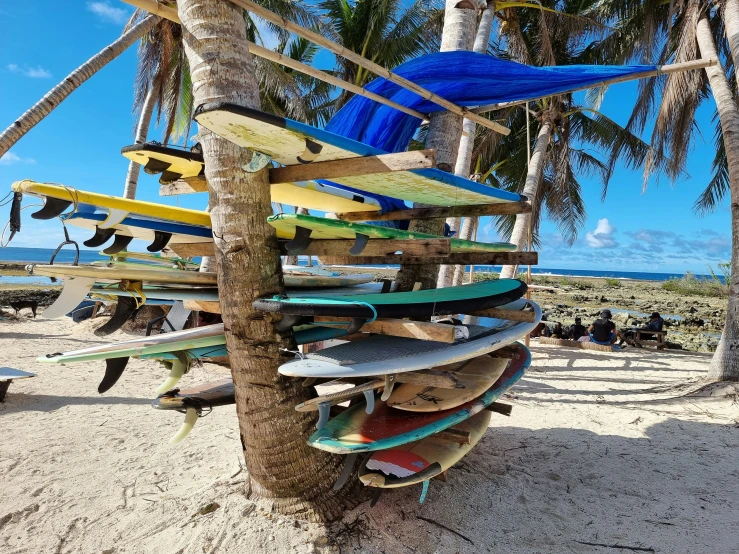 a bunch of surfboards that are leaning against a palm tree