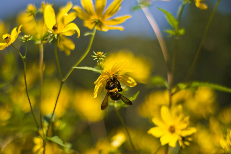 some very pretty yellow flowers with big bugs