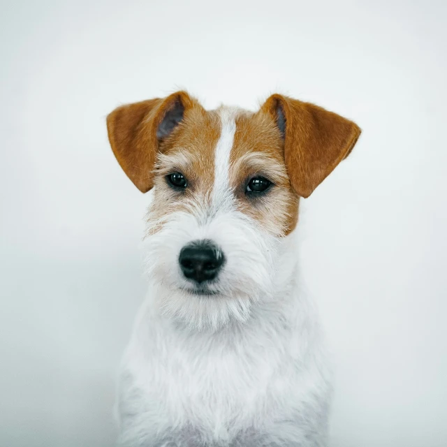 the brown and white dog has a brown spot on its nose