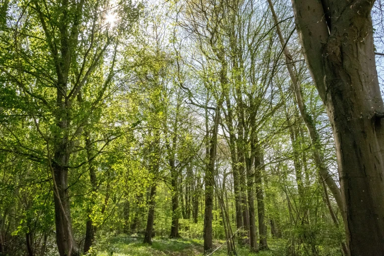 there is a trail in the middle of a tree filled forest