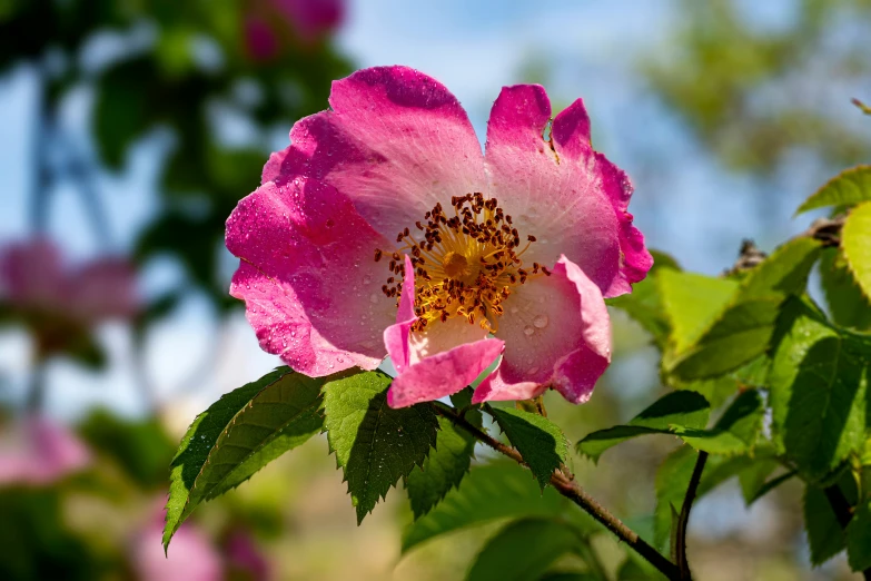 a pink rose with green leaves around it