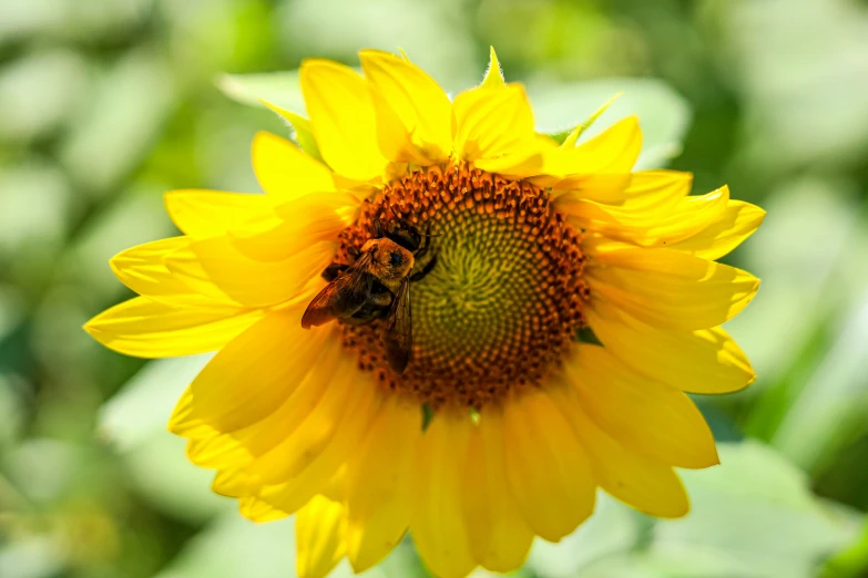 a bee is standing on top of a yellow sunflower