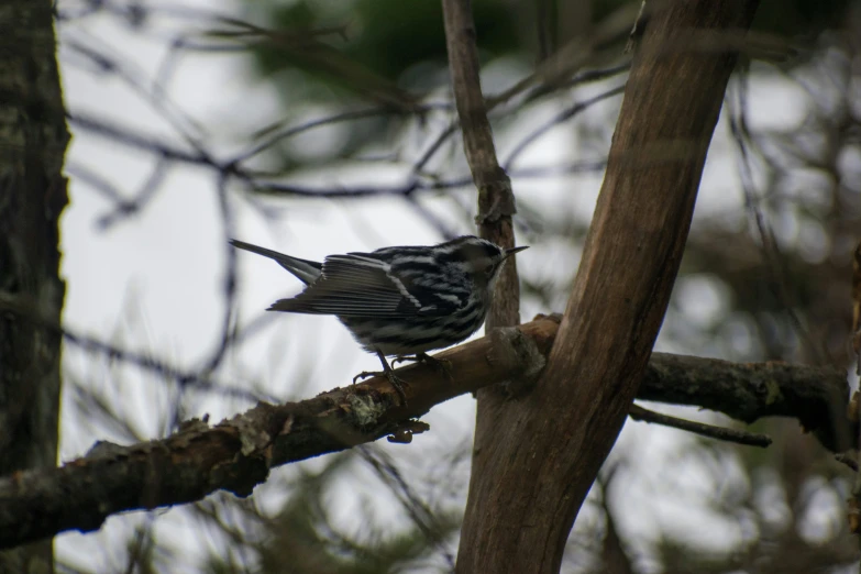 a small bird perched on a nch in a tree