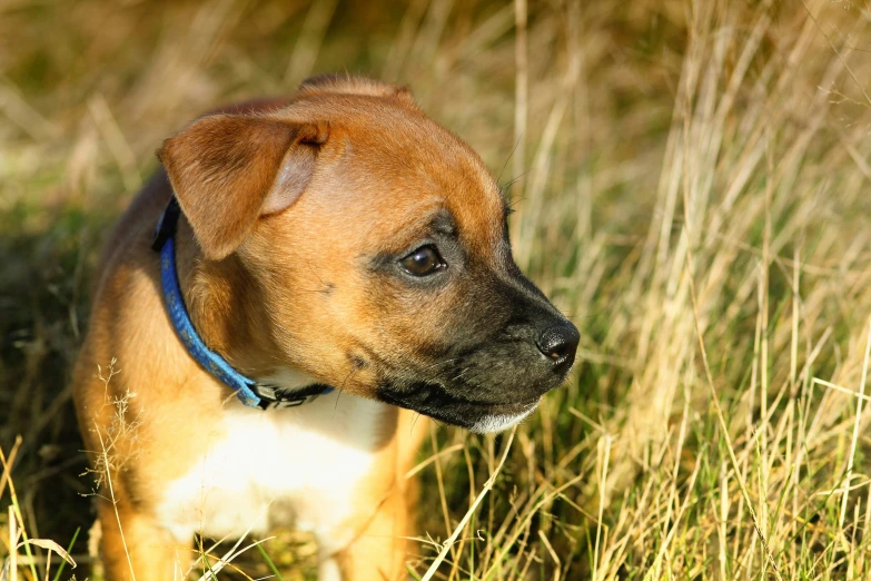 a dog standing in tall grass looking at the camera